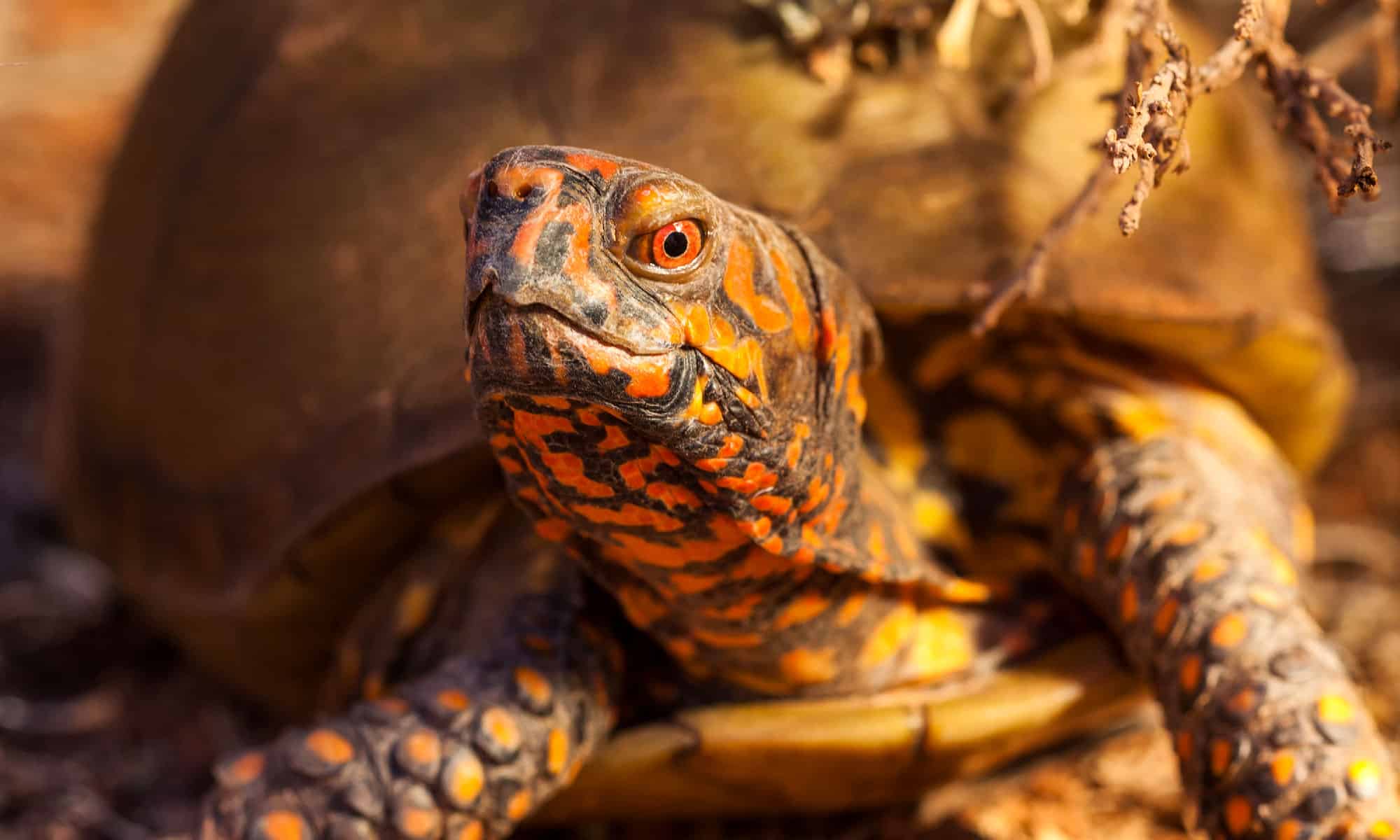 Where Do Box Turtles Go In The Winter