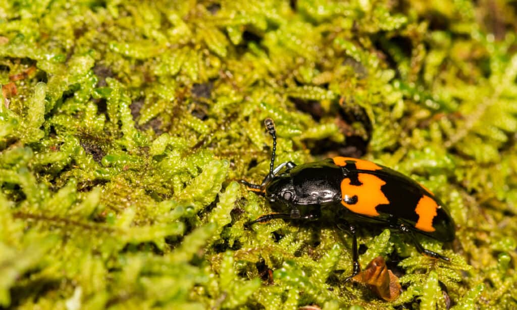 American burying beetle (Nicrophorus americanus) - state animals of Rhode Island