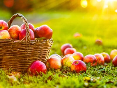 A The 5 Best Books About Apples To Celebrate This Exceptional Fruit
