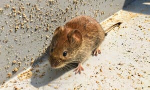 Where Do Mice Go in the Winter? Picture