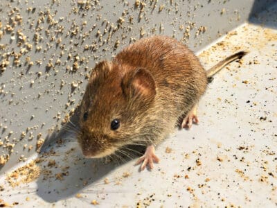A The 6 Best Mice Poisons That Work The First Time