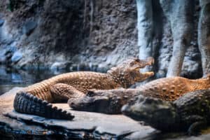 Meet the World’s Weirdest Crocodile Species (They’re Orange and Live in Caves!) Picture