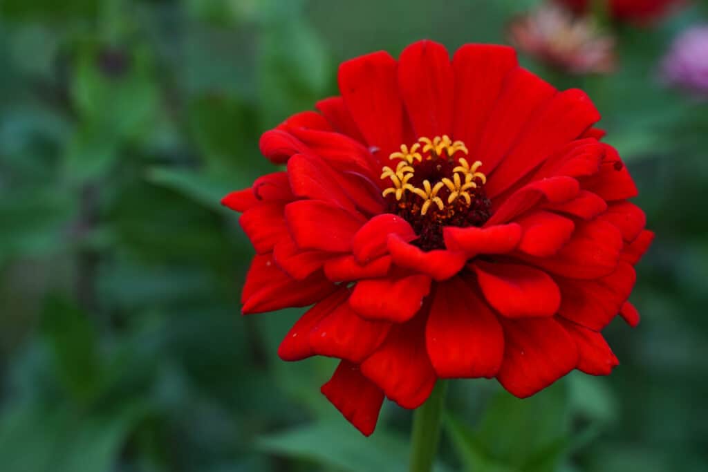 Giant red zinnia flower