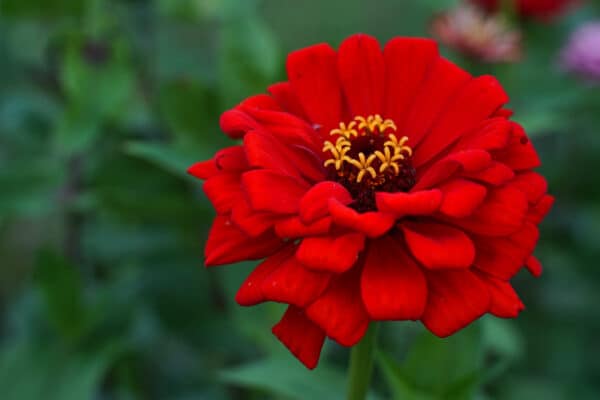 17 Annual Flowers For Pots and Container Gardens - A-Z Animals