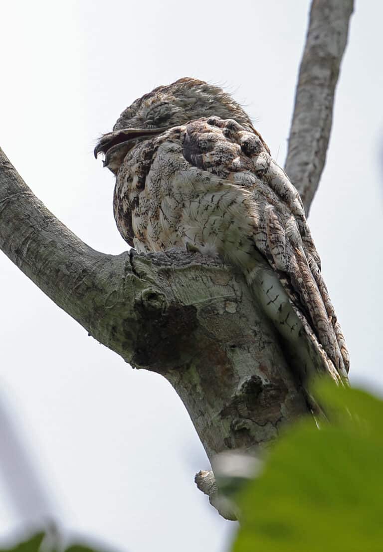 Great Potoo in profile sleeping on a branch during the day