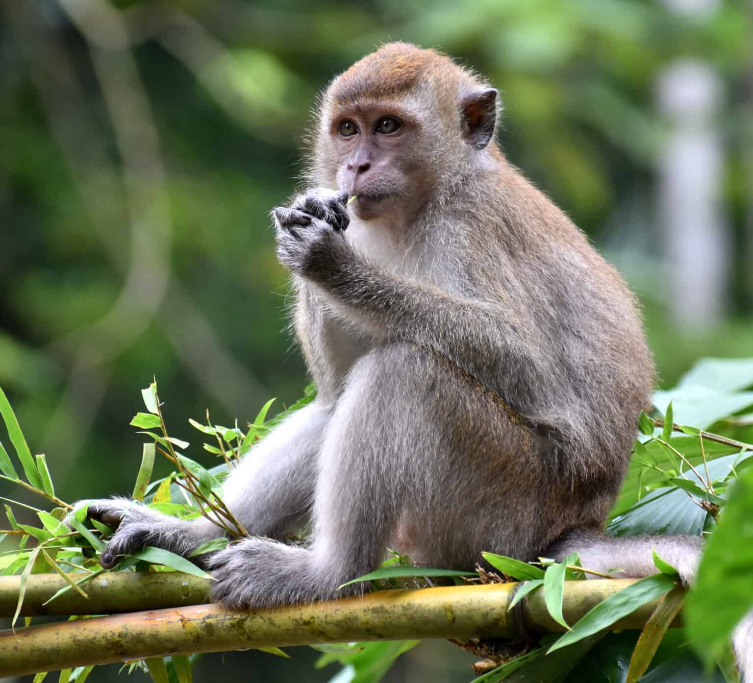 Do Monkeys Eat Meat? - A-Z Animals