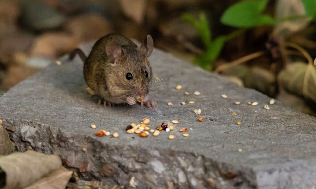 9 Smallest Rodents in the World - AZ Animals