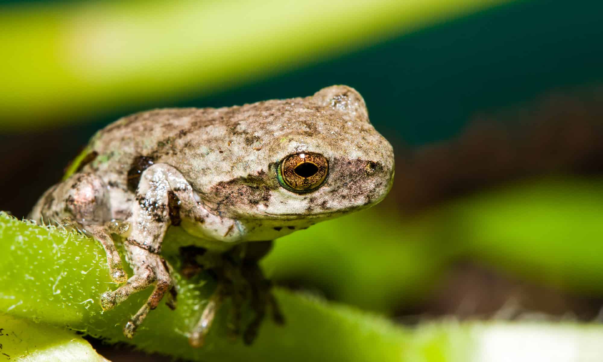 Cope's Gray Tree Frog