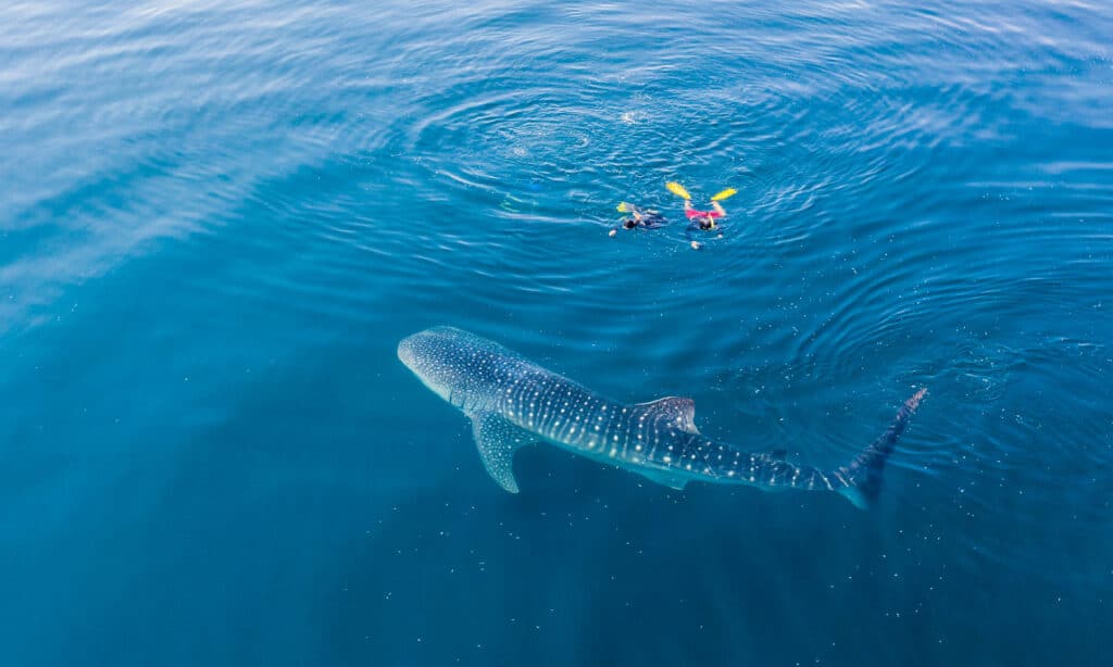 Scientists Discover New World's Largest Omnivore -- It Weighs 42,000 Pounds!