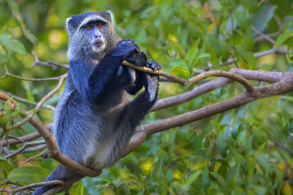 Blue monkey sitting on a tree branch.