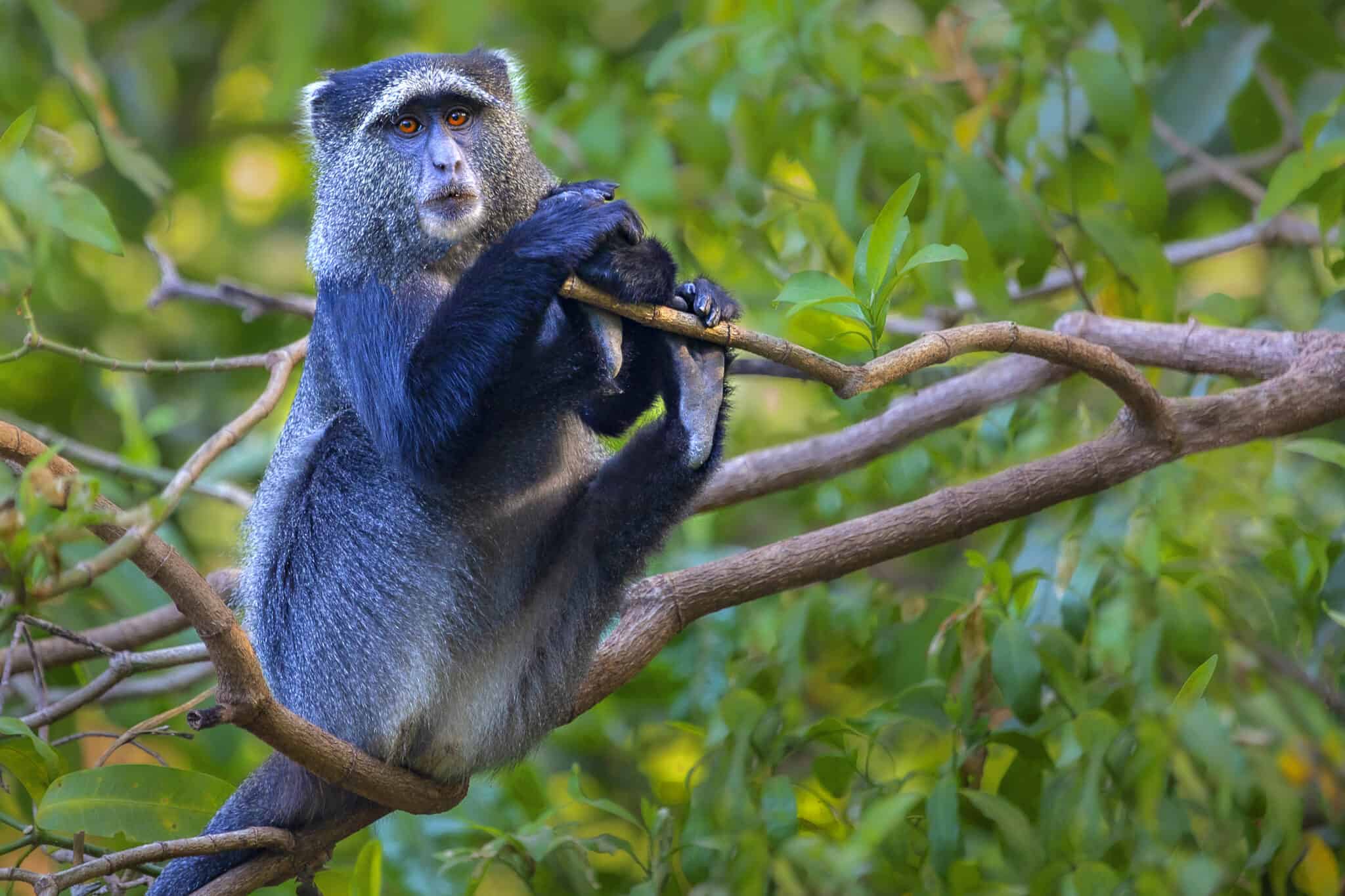 Fluffy Monkeys: The 6 Fluffiest Monkeys in the World - A-Z Animals