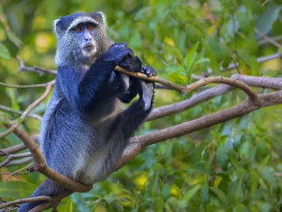 A Monkey Poop: Everything You’ve Ever Wanted to Know