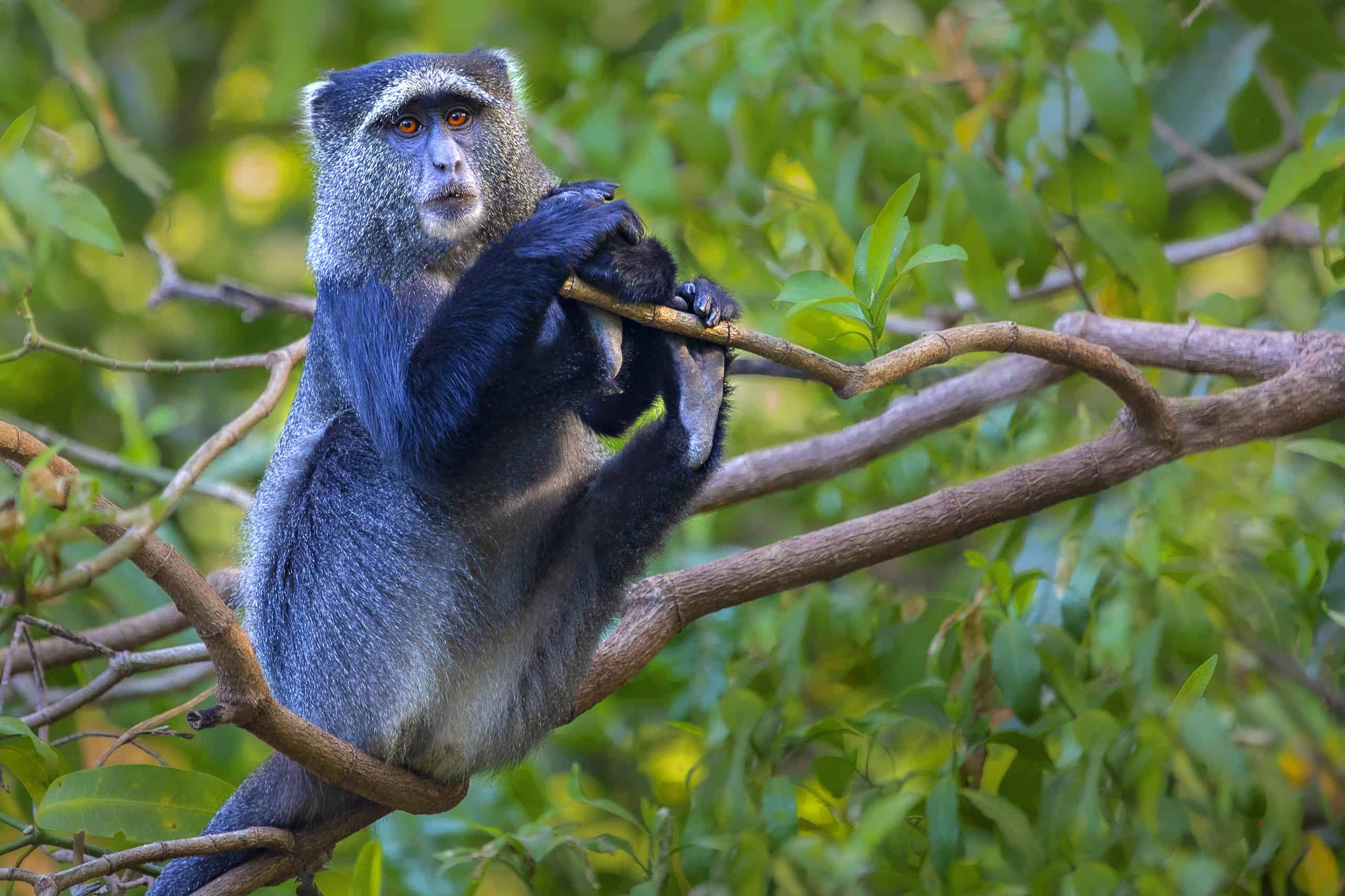 Blue monkey sitting on a tree branch.