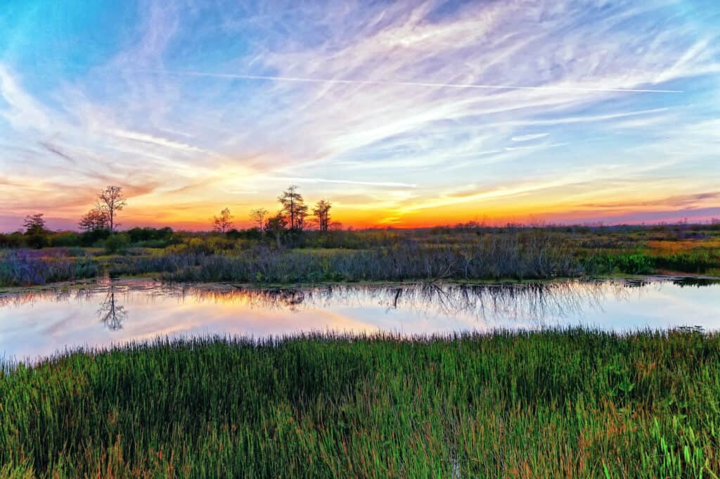 Mississippi River Marsh