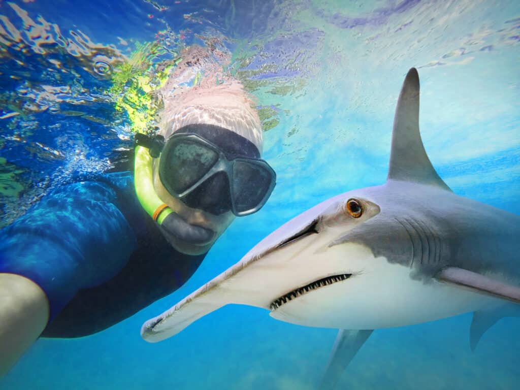 Hammerhead Shark Selfie