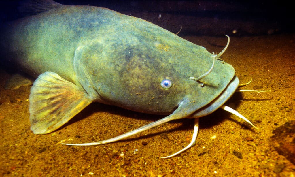 A close up of a flathead catfish underwater. 