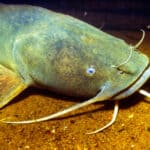 Flathead catfish
