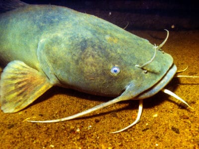 A Flathead Catfish