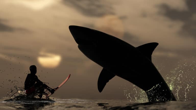 Great White Shark Near Surfer