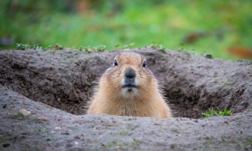 Yellow-bellied marmot