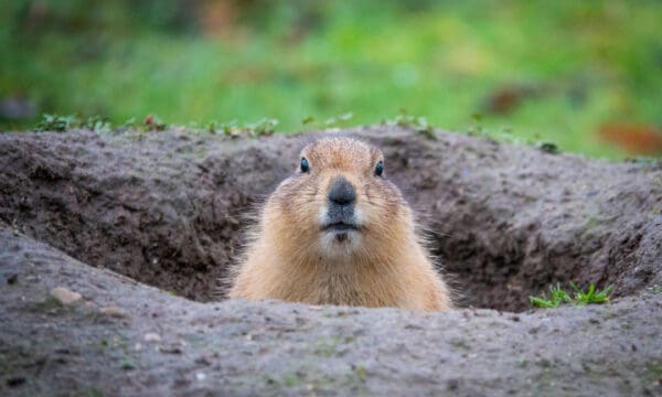 Marmot - A-Z Animals