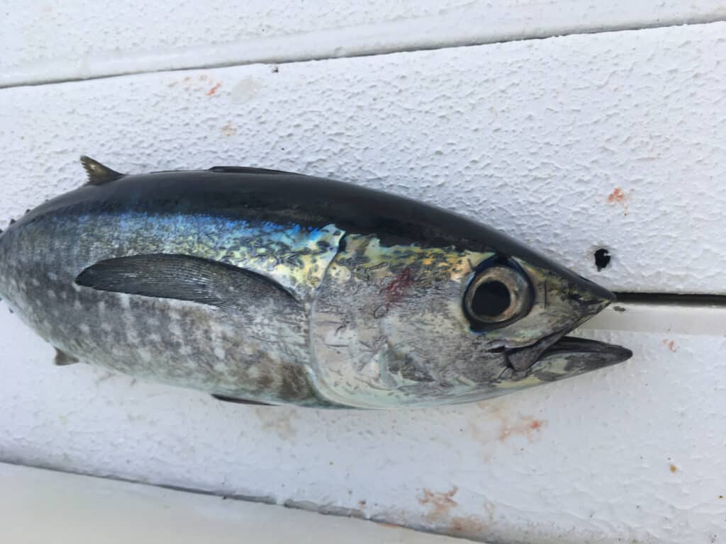 Blackfin Tuna