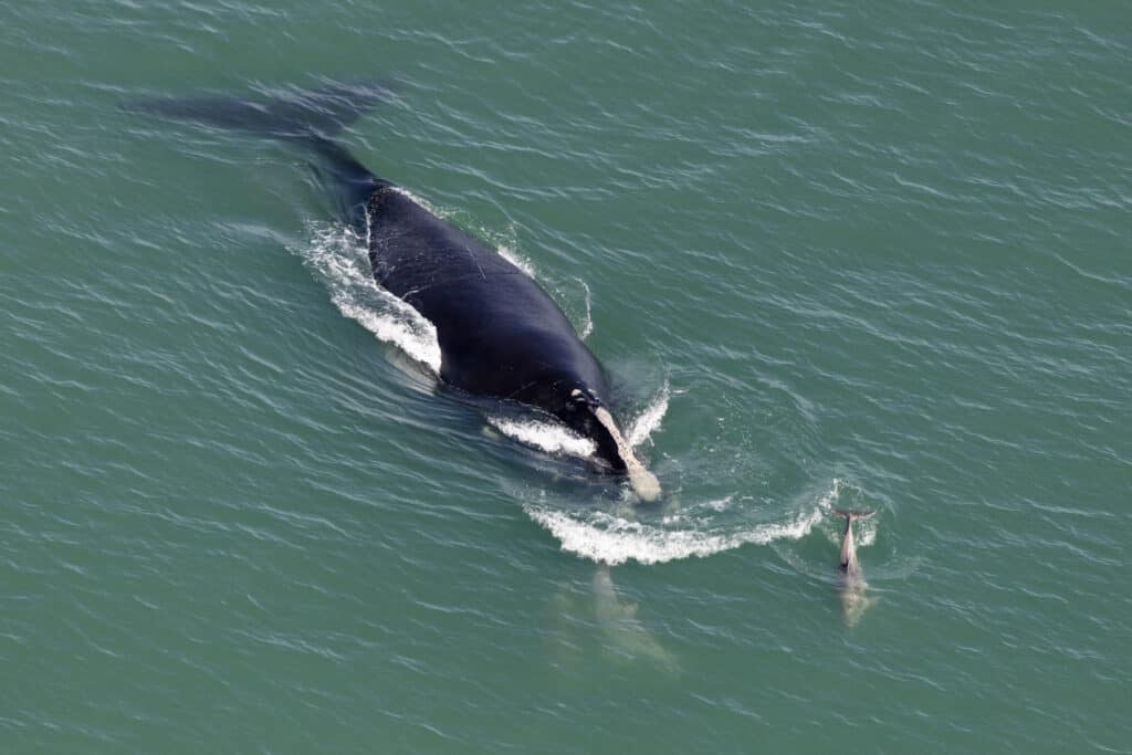 วาฬไรท์แอตแลนติกเหนือส่วนใหญ่เป็นสีดำ ว่ายอยู่ในมหาสมุทรสีเขียวอมฟ้า โดยมีปลาโลมาหรือคล้ายกันว่ายอยู่ใกล้ๆ