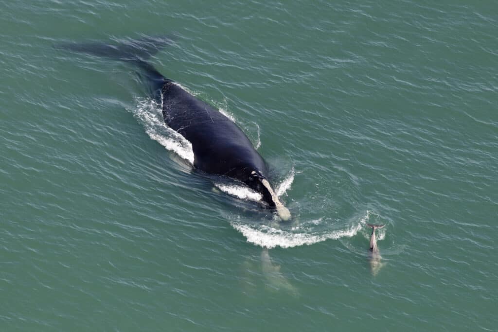 mostly black North Atlantic Right Whale Swimming in a blue-green Ocean, with  dolphin or similar, swimming nearby.