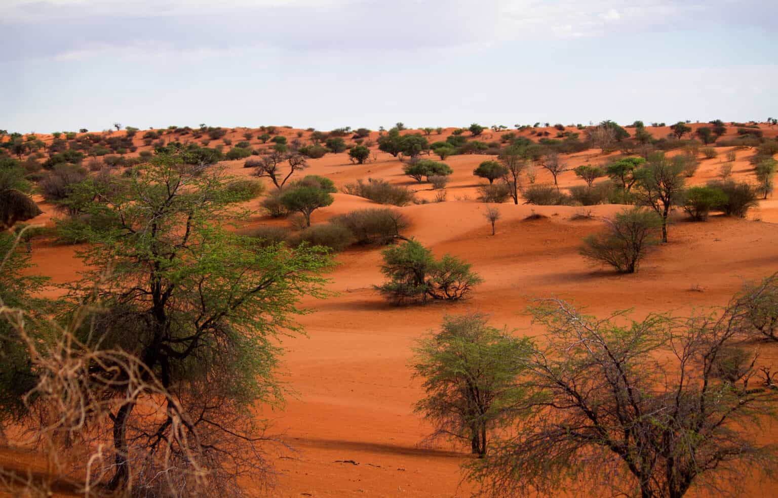 The Kalahari Desert A Z Animals   IStock 1208139896 1536x984 