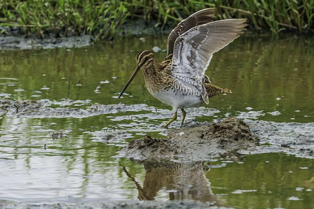 The American woodcock stretching its wings
