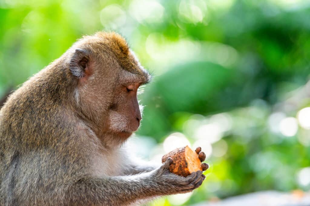 Macaque monkey holding a sweet potato.