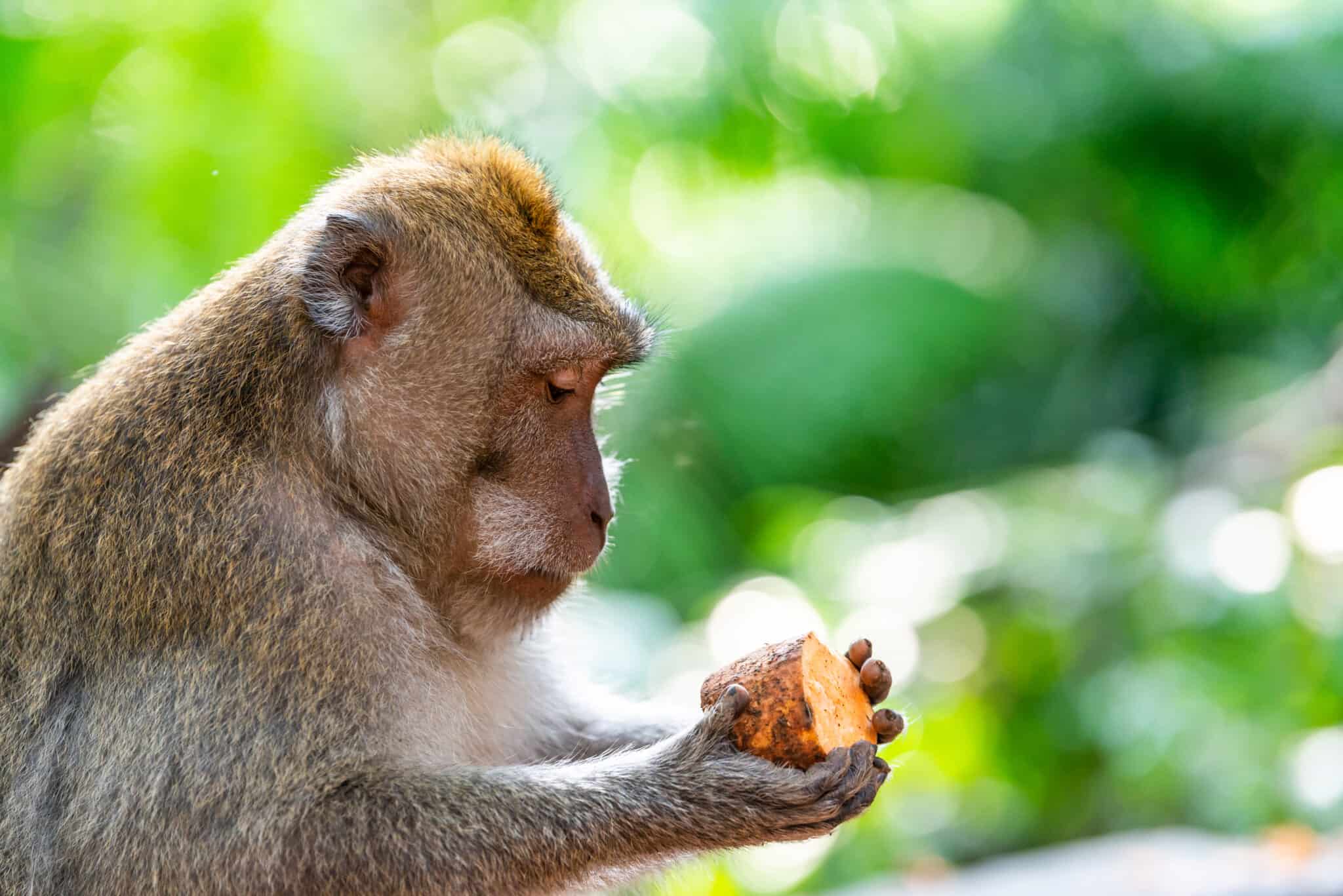 Are Monkeys Smart? Everything We Know About the Monkey Brain and IQ - A ...