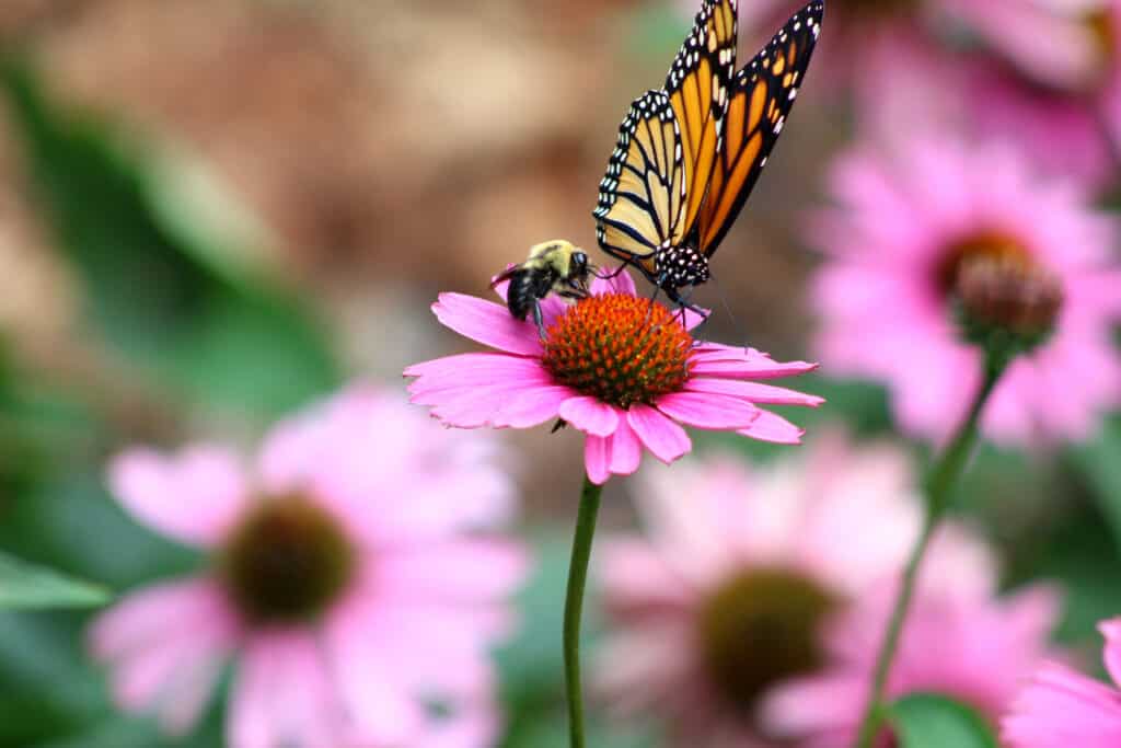 monarch butterfly