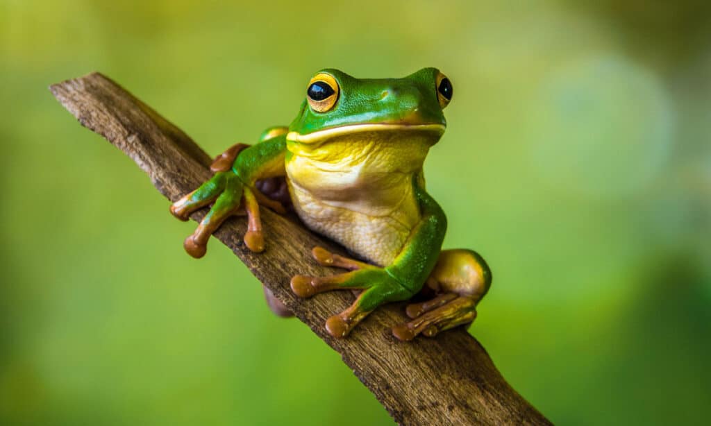 White Lipped Frog