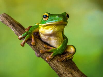A Frog Quiz – Test Your Understanding
