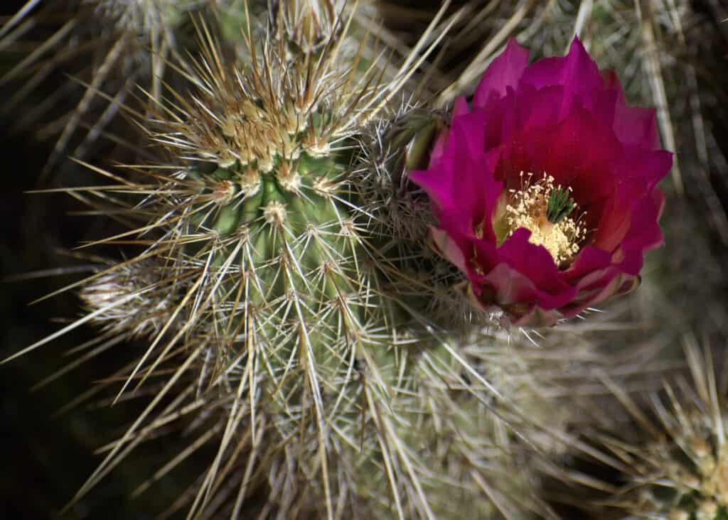 Hedgehog cactus with purple flower