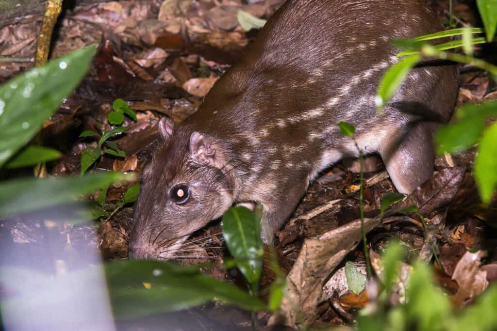 Paca scurrying through the forest