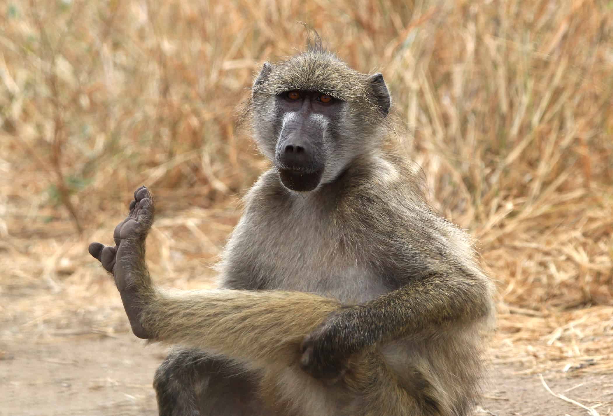 The 5 Ugliest Monkeys In The World - AZ Animals