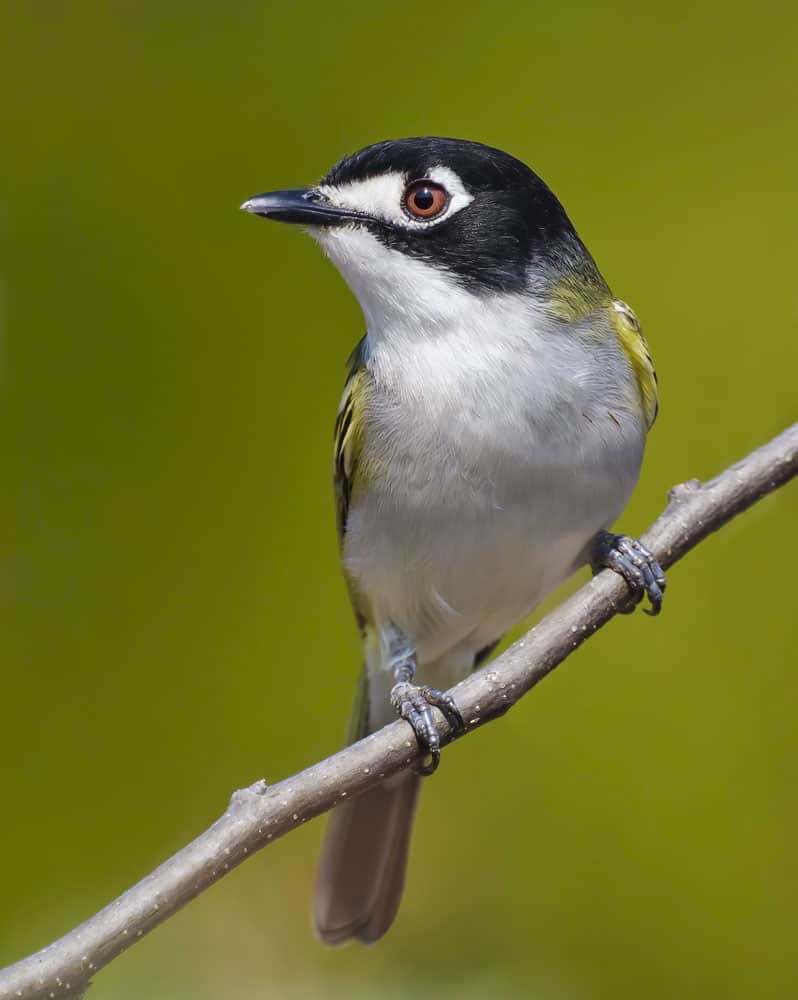 Black-capped Vireo