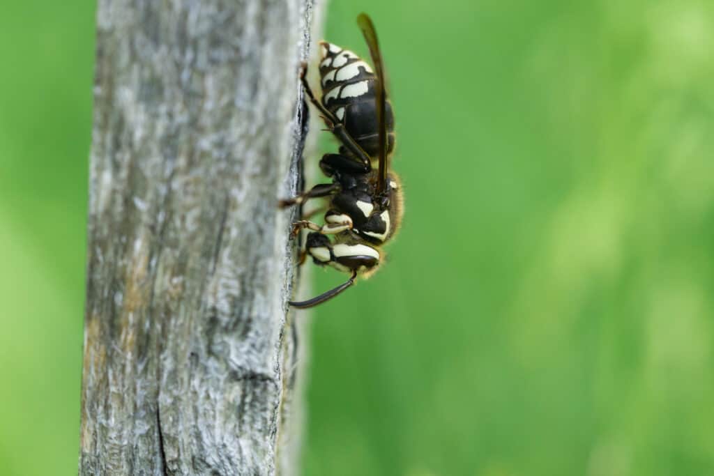 Bald-faced hornets are actually wasps