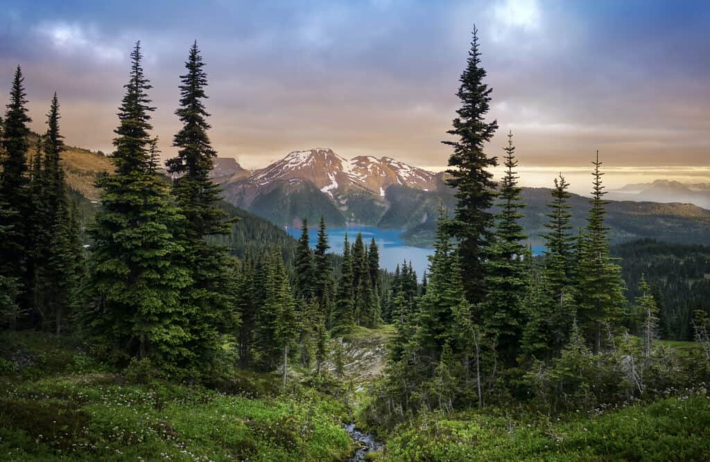 View of a mountain lake between fir trees