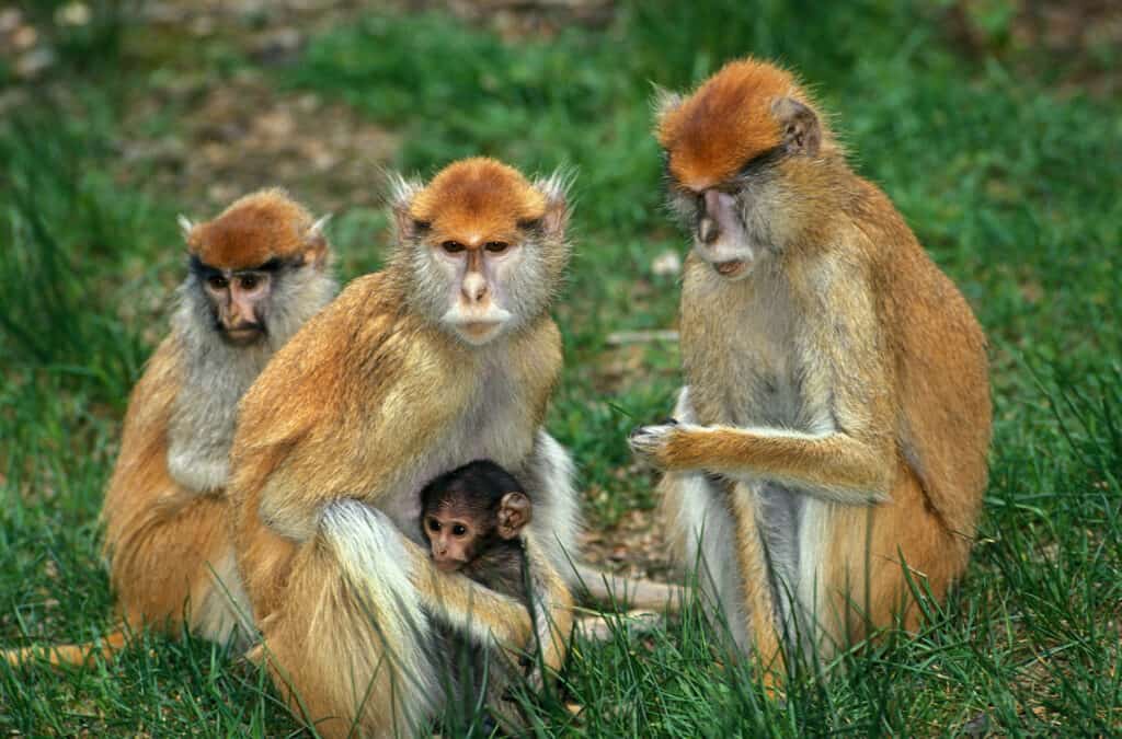 10-types-of-old-world-monkeys