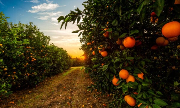 The 12 Best Fruit Trees To Grow In Texas: Plus 3 Helpful Growing Tips ...