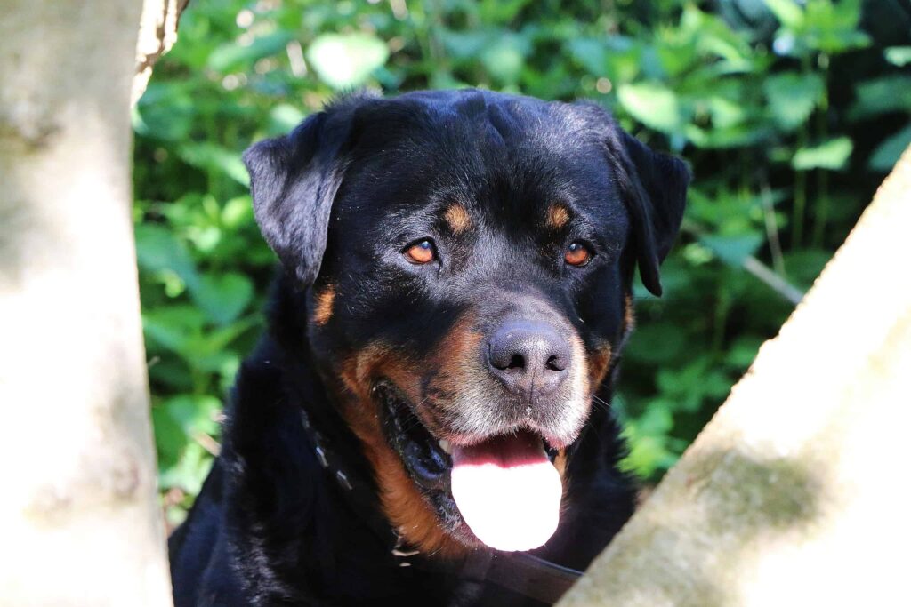 Oldest Rottweiler vs. Oldest Pitbull: Who Lived the Longest - AZ Animals