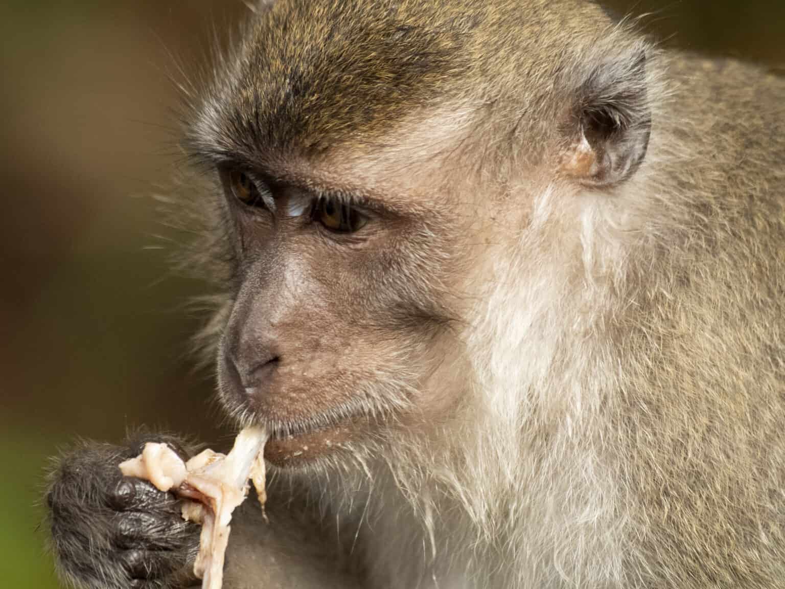 Do Monkeys Eat Meat? - A-Z Animals