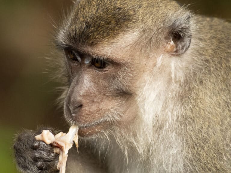 Do Monkeys Eat Meat A Z Animals