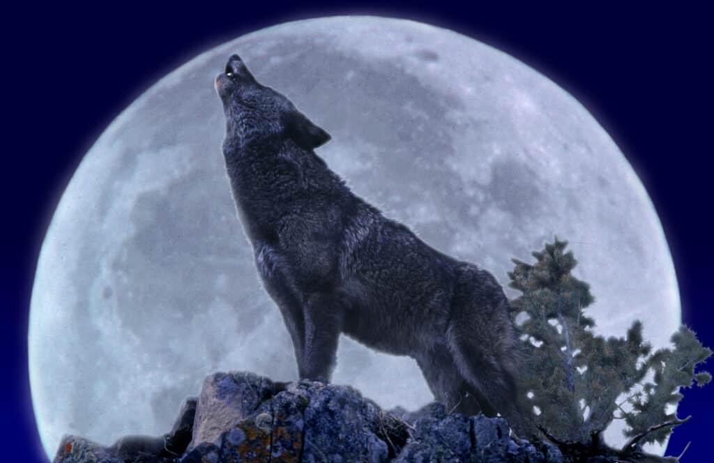 Wolf Howling at the Moon