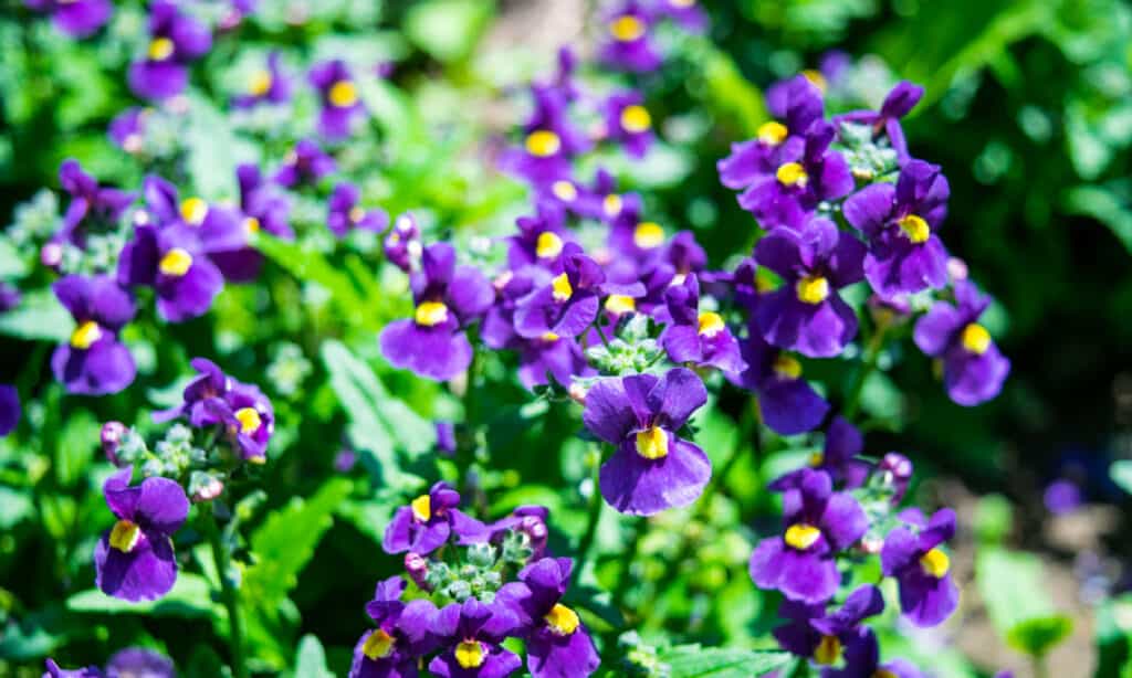 what to plant in april