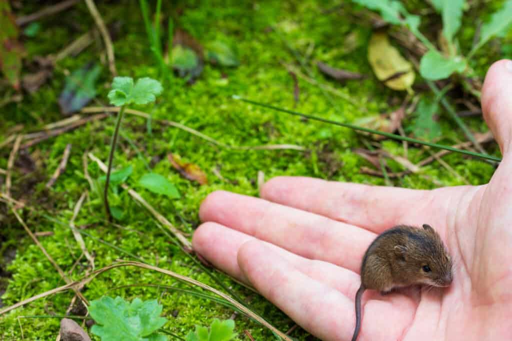 smallest mouse in the world