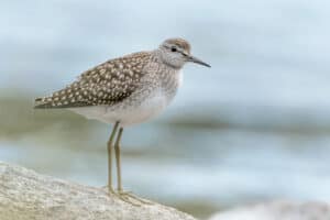 wood sandpiper